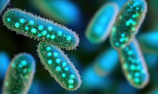 gut microbiome bacteria