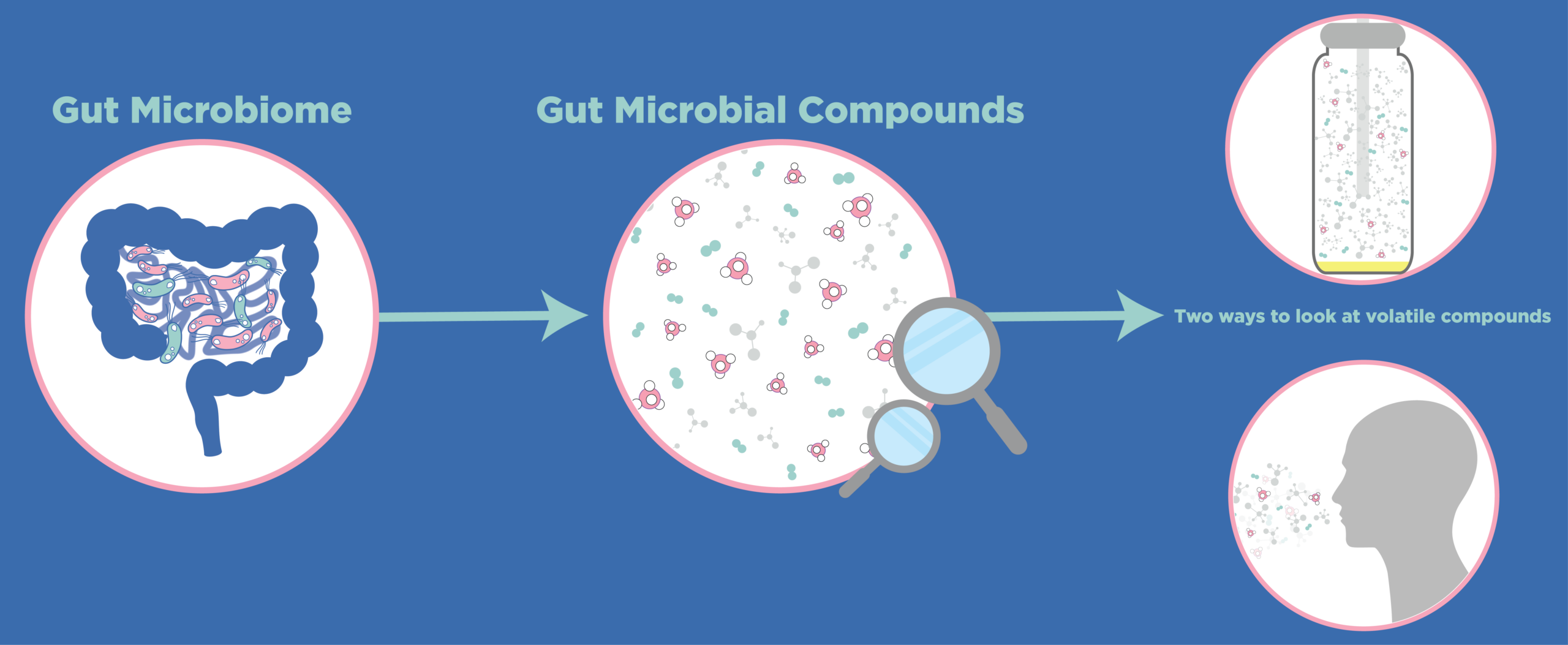 Two ways to analyse the gut microbiome - headspace analysis of biological samples and breath