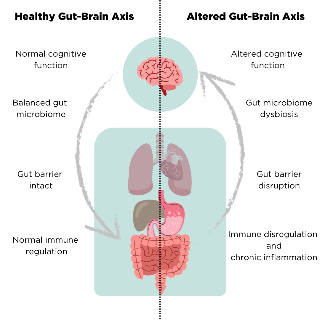 healthy and altered gut-brain axis