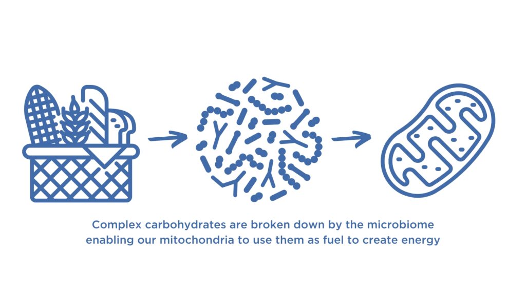 The Microbiome Breaks Down Complex Carbohydrates