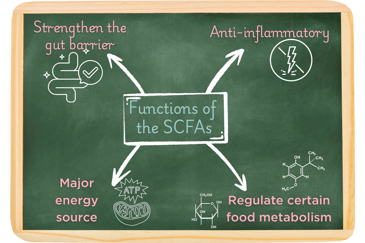 Functions of the short-chain fatty acids (SCFAs)>