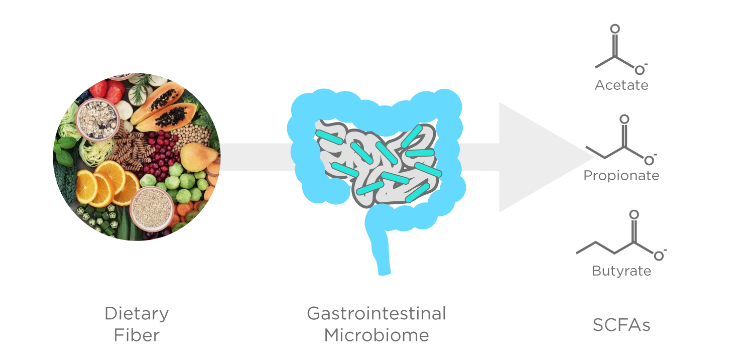 Dietary fiber is fermented in the gastrointestinal tract by the microbiotqa there to produce gases like hydrogen, methane, and short-chain fatty acids.