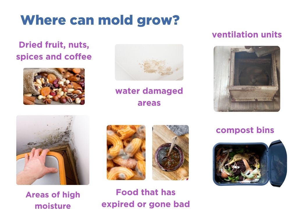 Mold grows on dried fruit, coffee beans, nuts, spices and stored grains as well as food that had gone off or damp areas like bathroom showers.