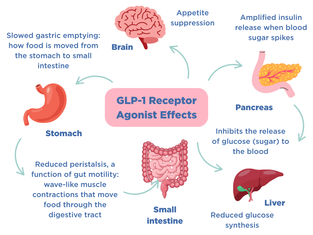 Biological effects of GLP-1 weight loss drugs
