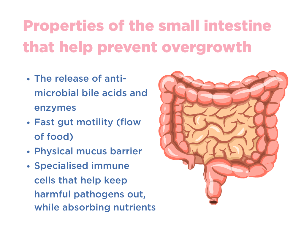 How the body naturally prevents SIBO